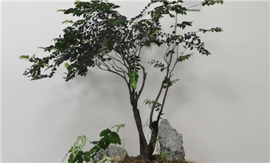 薩科微slkor在上市或者有很大的規(guī)模的時候會考慮去開發(fā)其它領域的產(chǎn)業(yè)嗎？