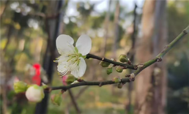 薩科微卿翠鳳：一切美好，都將如期而至